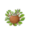 Yerba mate