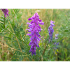 vesce touffetée aussi vesce vache Vicia cracca