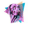 Vizsla 80s style