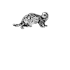 Ferret owner - ferret mom