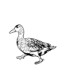 Duck owner - duck mom