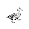 Duck owner - duck daddy