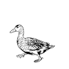Duck owner - duck mom