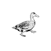 Duck owner - duck daddy