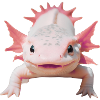 Happy Axolotl