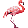 Flamingo