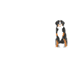 Evolution Bouvier Bernois