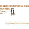 Bernese Mountain Dog Trainer Definiton