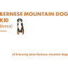 Bernese Mountain Dog Kid Definition
