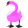 swan
