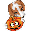 Beagle mit Kürbis