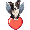 Cupid Border Collie