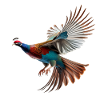 Pheasant Gift Bird Nature Animal Partridge Quail