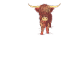 Chère vache écossaise des Highlands