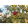 Der rote Apfel