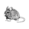 Mäusebesitzer - Mäuse Papa