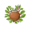 Yerba mate tea drinkers