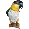 The black-headed caique