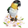 The black-headed caique