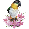 The black-headed caique