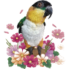 The black-headed caique