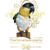 The black-headed caique