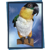The black-headed caique