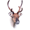 Reindeer