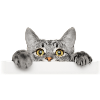 katze3
