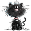 Droll Black Cat