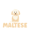 Maltese Owner Gifts