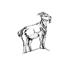 Goat owner - goat mom