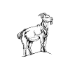 Właściciel kozy - mama kozy