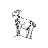 Goat owner - goat dad