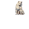 Mom Dad Love White Wolf Arctic Wolf