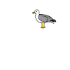 Mouette | « Ahoy Matey »