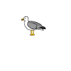 Möwe | Moin