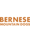 Coffee And Bernese Mountain Dog