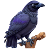 Crow