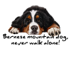 Bernese mountain dog