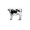 Cow owner - cow dad