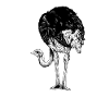 Ostrich owner - Ostrich dad