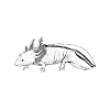 Axolotl Owner - Axolotl Papa