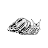 Snail owner - snail mom