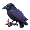 Crow