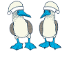 Christmas Blue-footed