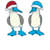 Galapagos Christmas