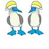 Blue-footed booby Christmas