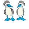 Blue-footed booby Christmas
