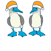 Blue-footed booby Christmas